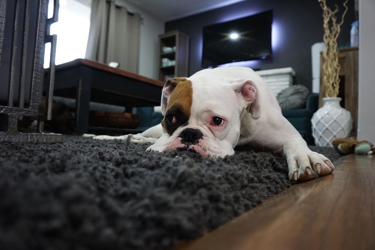 The Best Robot Vacuums for Pet Owners: Features and Recommendations